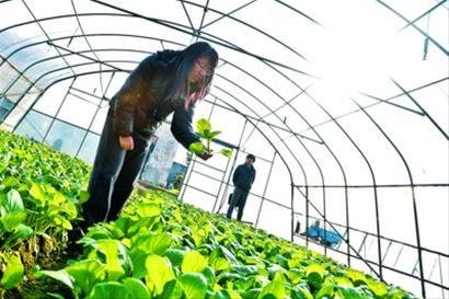 女白领放弃几十万年薪种菜_身家已过亿