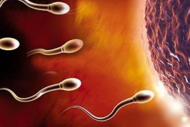 男人吃什么可以有效补精子
