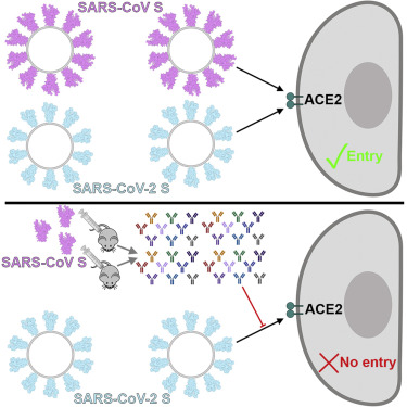如何开发可打败COVID、SARS、MERS和普通感冒的通用疫苗！