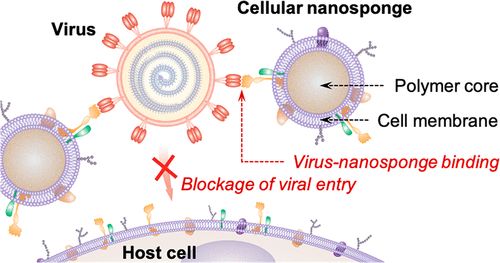 Nano #160;Letter：细胞纳米海绵显著抑制SARS-CoV-2感染细胞！