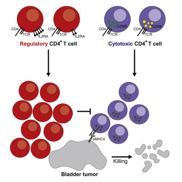 Cell：肿瘤内CD4+ #160;T细胞介导人膀胱癌的抗肿瘤细胞毒性