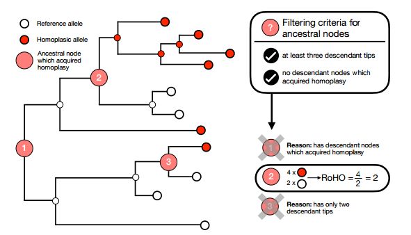 bioRxiv：基因突变会增加新冠病毒的传染性么？