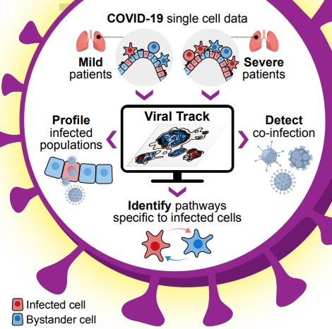 Cell：通过宿主-病毒感染谱揭秘COVID-19重症患者的免疫病理特征