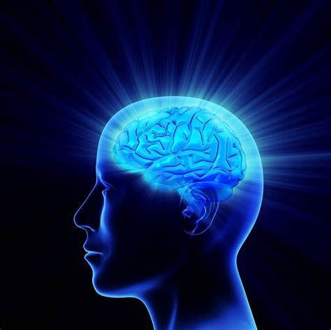 Nature子刊：震惊！人类大脑中的语言通路至少有2500万年的历史