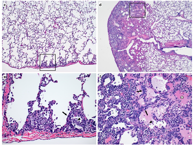 bioRxiv：瑞德西韦可预防猴子的COVID-19疾病进展