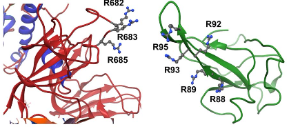 bioRxiv：意外！化療藥物或是對(duì)抗新冠病毒的良藥,！