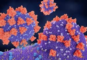 Nature揭示SARS-CoV-2为何如此容易感染细胞！