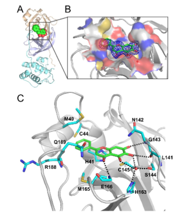 bioRxiv：中药成分黄芩苷和黄芩黄素可有效抑制SARS-CoV-2