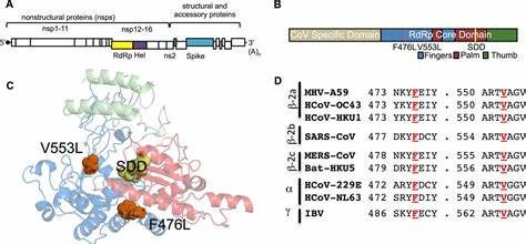 J #160;Biol #160;Chem：研究揭示瑞德西韋為什么可能治療新型冠狀病毒,！