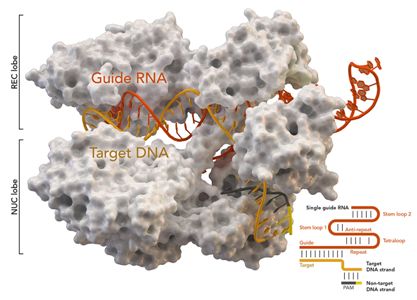 2020年12月CRISPR/Cas最新研究進(jìn)展